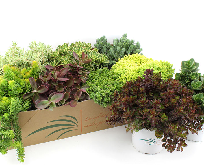 Una gama de sédums para cubiertas y jardines verticales 